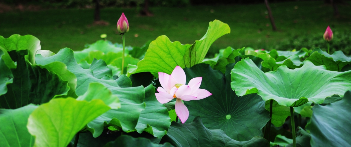 淡雅荷花3440x1440带鱼屏壁纸_4k风景图片_墨鱼部落格