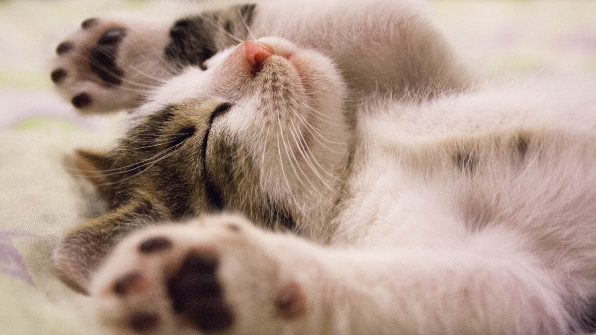 可爱睡姿的小猫咪4k壁纸_4k动物图片高清壁纸_墨鱼部落格