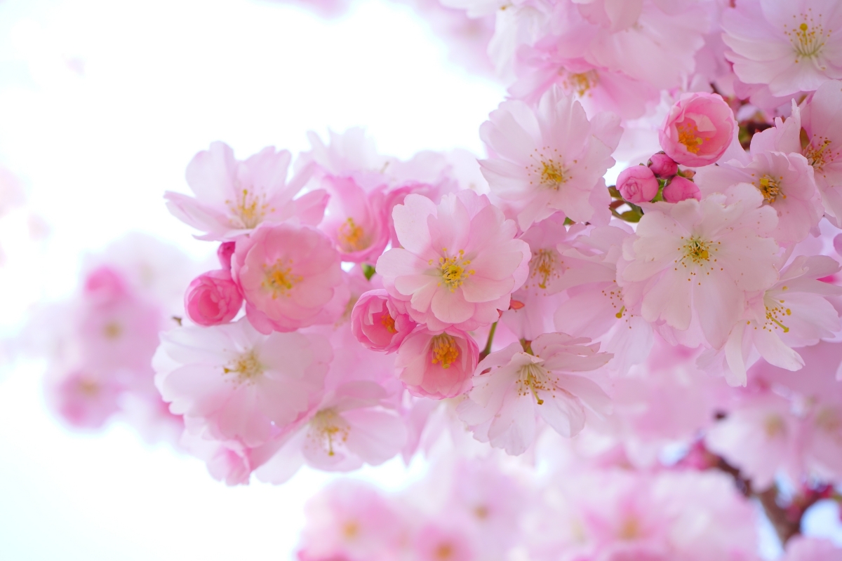 日本樱花树, 鲜花, 春天 樱花6k高清图片