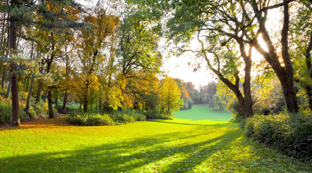 秋天的公园 太阳 树林 草地 4k风景壁纸