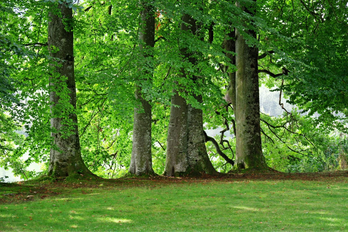 绿色树木草地格罗夫的树木4k风景壁纸