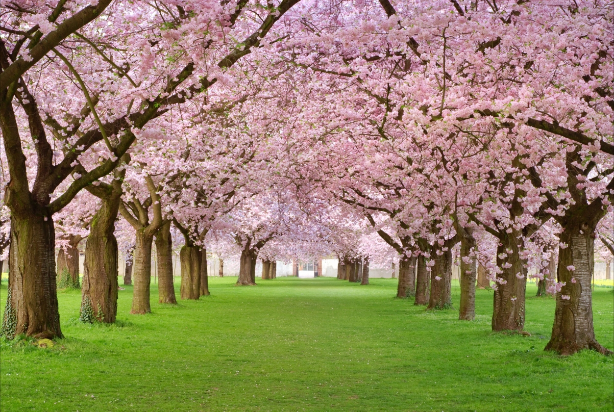 春天开花 树 粉红色花瓣 胡同 4k风景壁纸