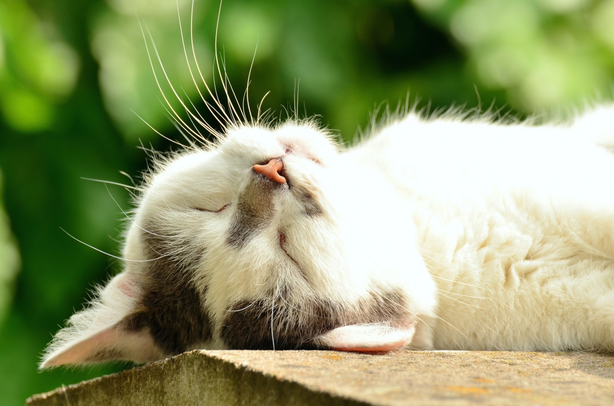猫白天睡觉摄影图片