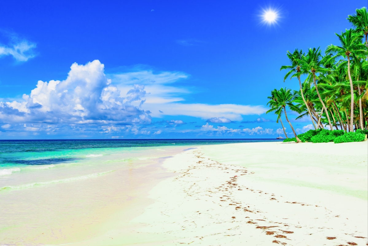海岸 海滩 太阳 棕榈树 夏天 热带天堂 棕榈树 6k风景