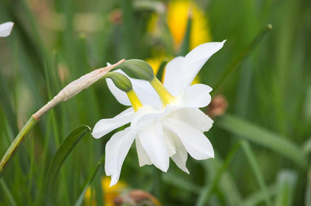 水仙花4k壁纸