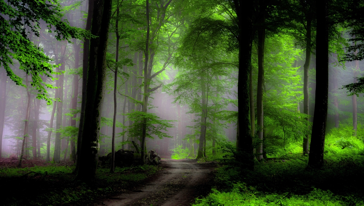 森林,树木,雾,路,自然绿色风景高清6k壁纸_4k风景图片