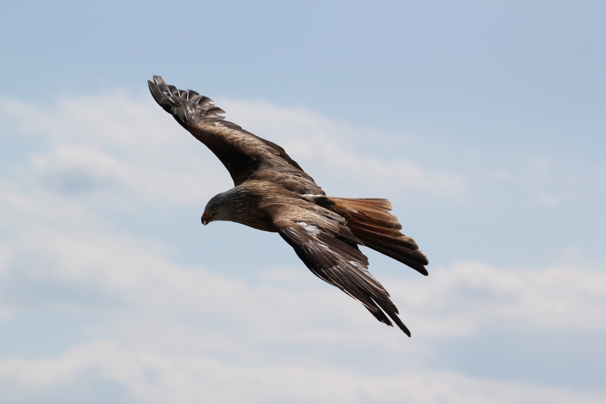 空中飞翔的鹰摄影图片_4k动物图片高清壁纸_墨鱼部落格