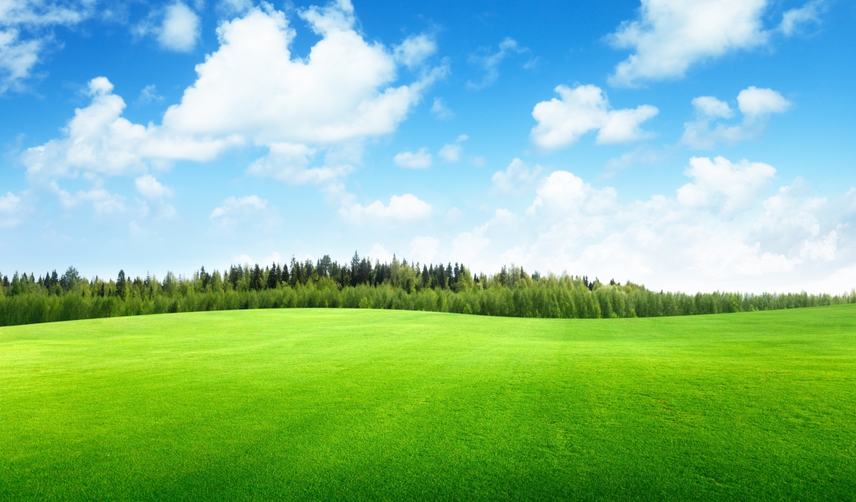 绿色草地天空云树美丽风景图片