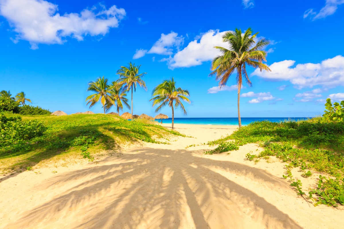 夏天,沙滩,海岸,热带天堂,棕榈树,海边风光4k壁纸