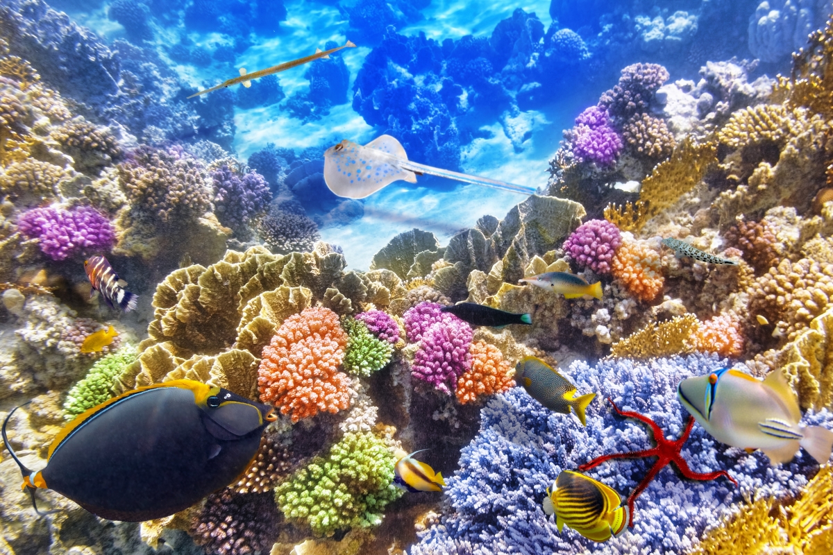 海底世界 珊瑚礁 4k壁纸_4k动物图片高清壁纸_墨鱼