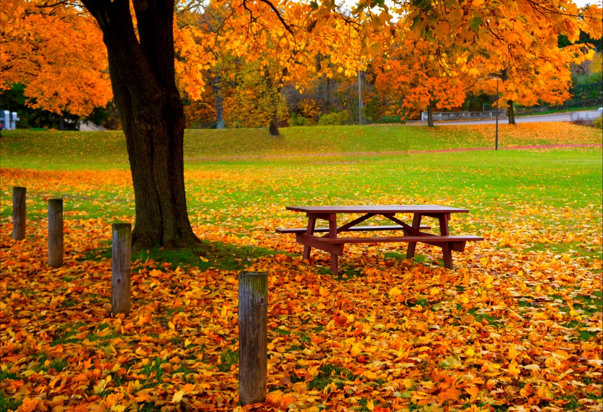 秋天公园的长椅树木黄色叶子风景图片