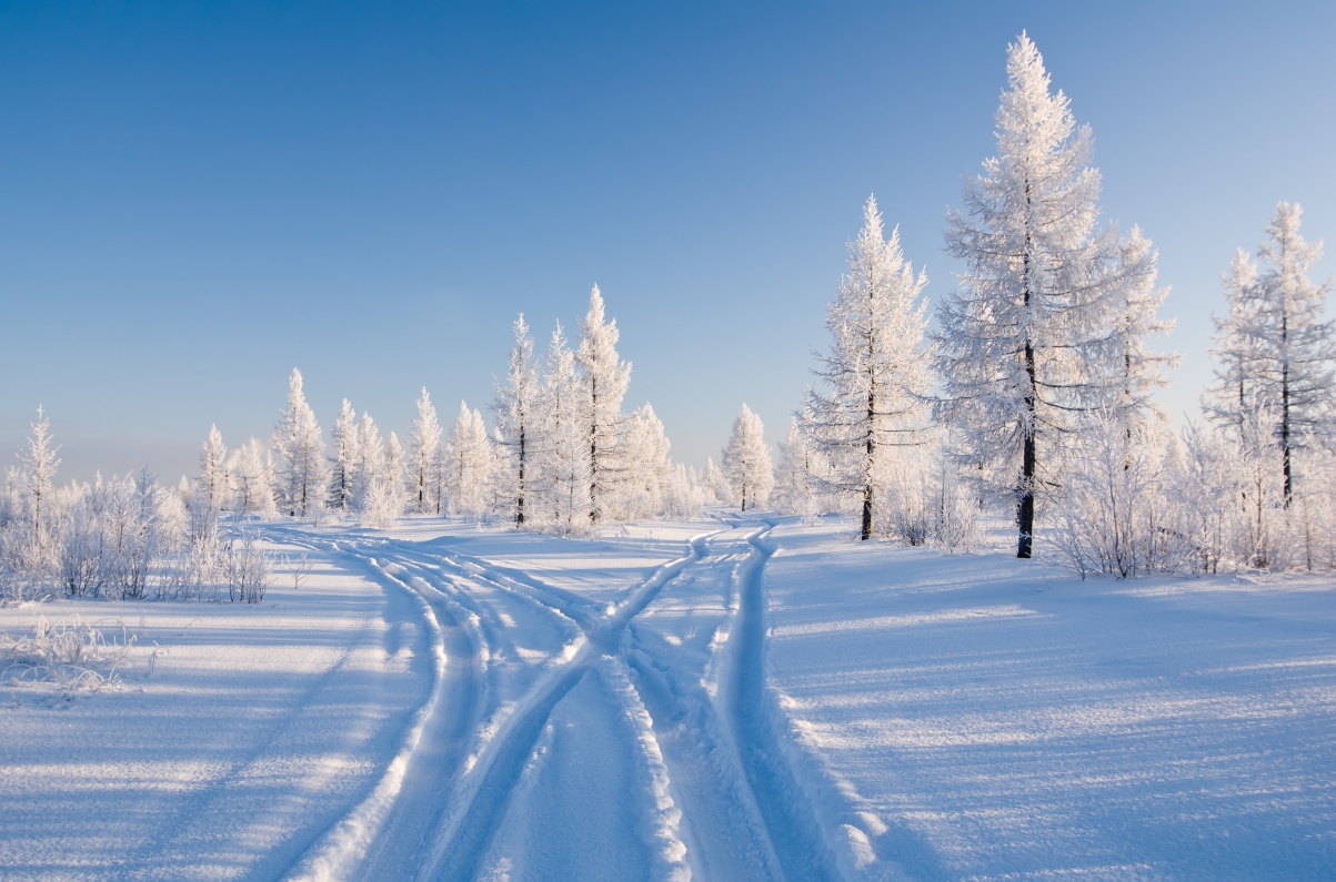 树,雪,冬天,自然的照片_4k风景图片高清壁纸_墨鱼