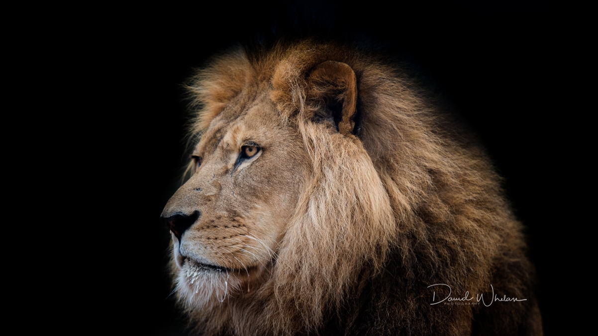 森林之王,野兽,狮子4k高清壁纸
