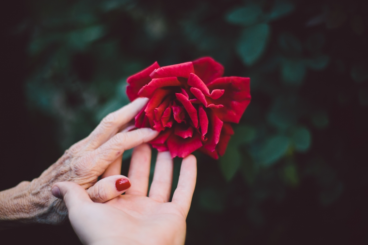 老人的手年轻女孩的手玫瑰花5k图片