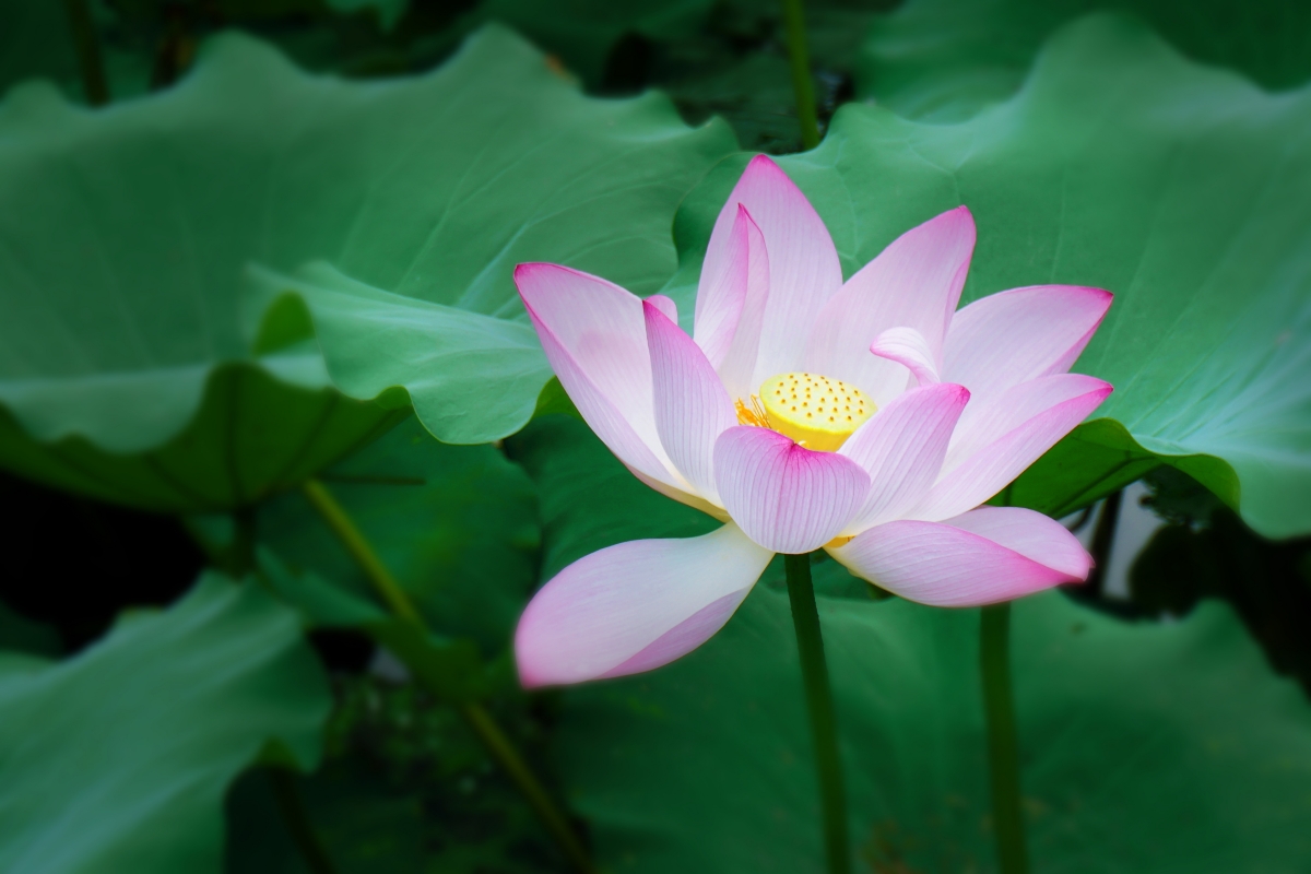 荷花 夏季 莲花 植物 开花 清新 6k图片_4k风景图片高清壁纸_墨鱼