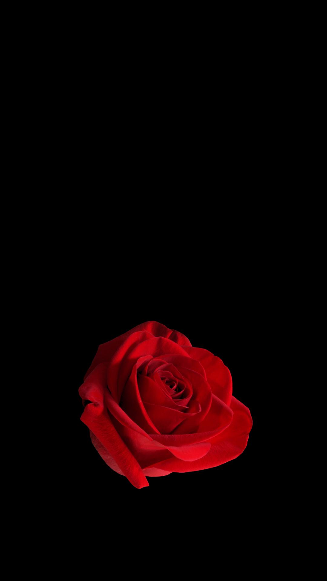 红玫瑰黑色背景1080x1920手机壁纸