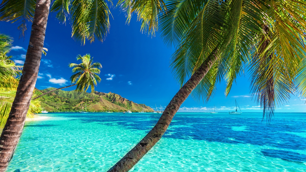 热带天堂夏天大海沙滩棕榈树岛屿4k风景壁纸
