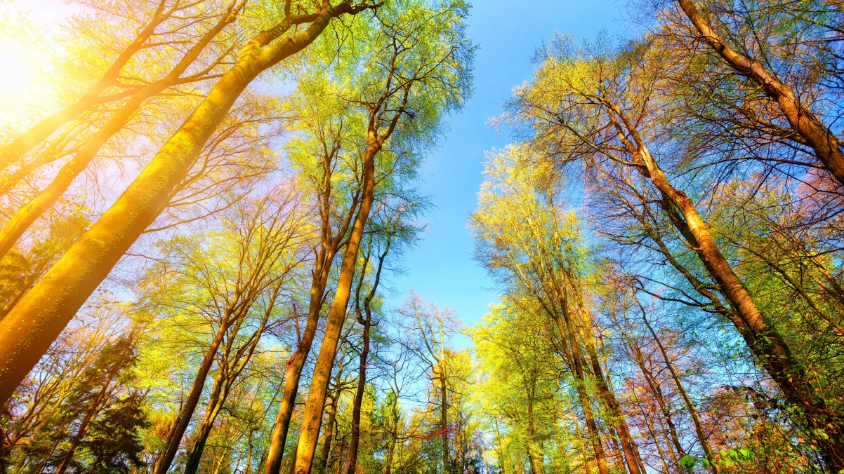 森林,秋天,树枝,天空,树,太阳,高清4k风景壁纸