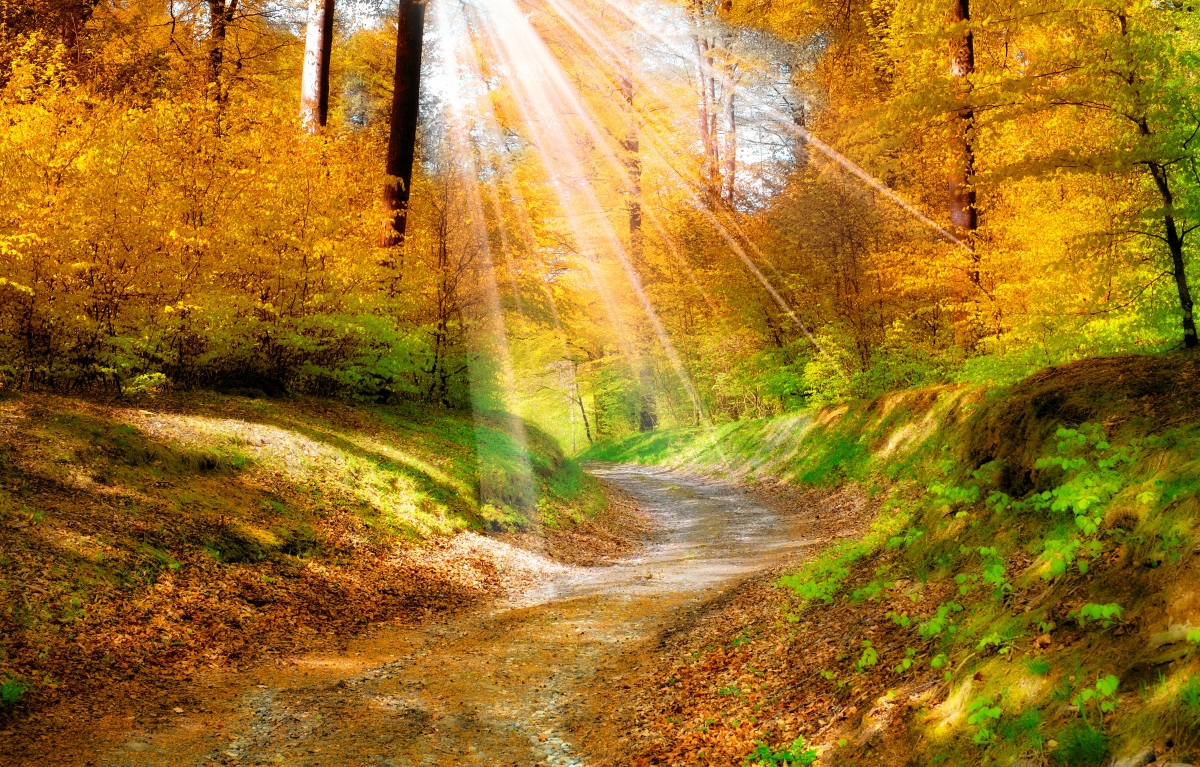 自然 金色秋天 阳光 树林 路 4k风景壁纸