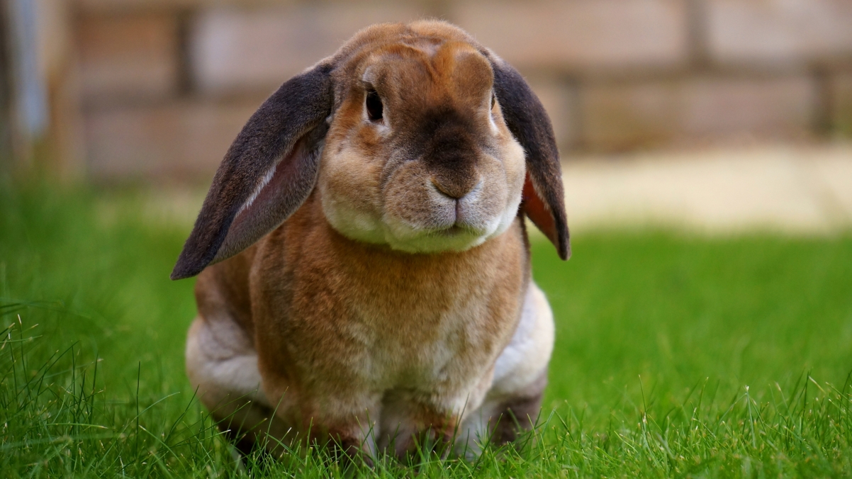 可爱兔子坐在草地上4k壁纸_4k动物图片高清壁纸_墨鱼部落格