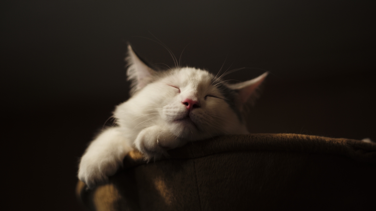 猫 休息 睡眠 猫4k壁纸_4k动物图片_墨鱼部落格