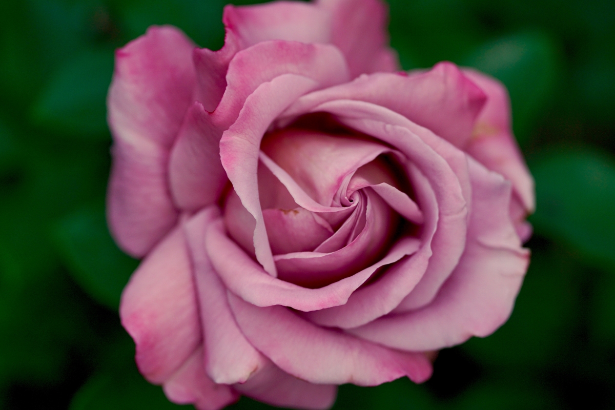 粉红色玫瑰6k壁纸_4k风景图片_墨鱼部落格