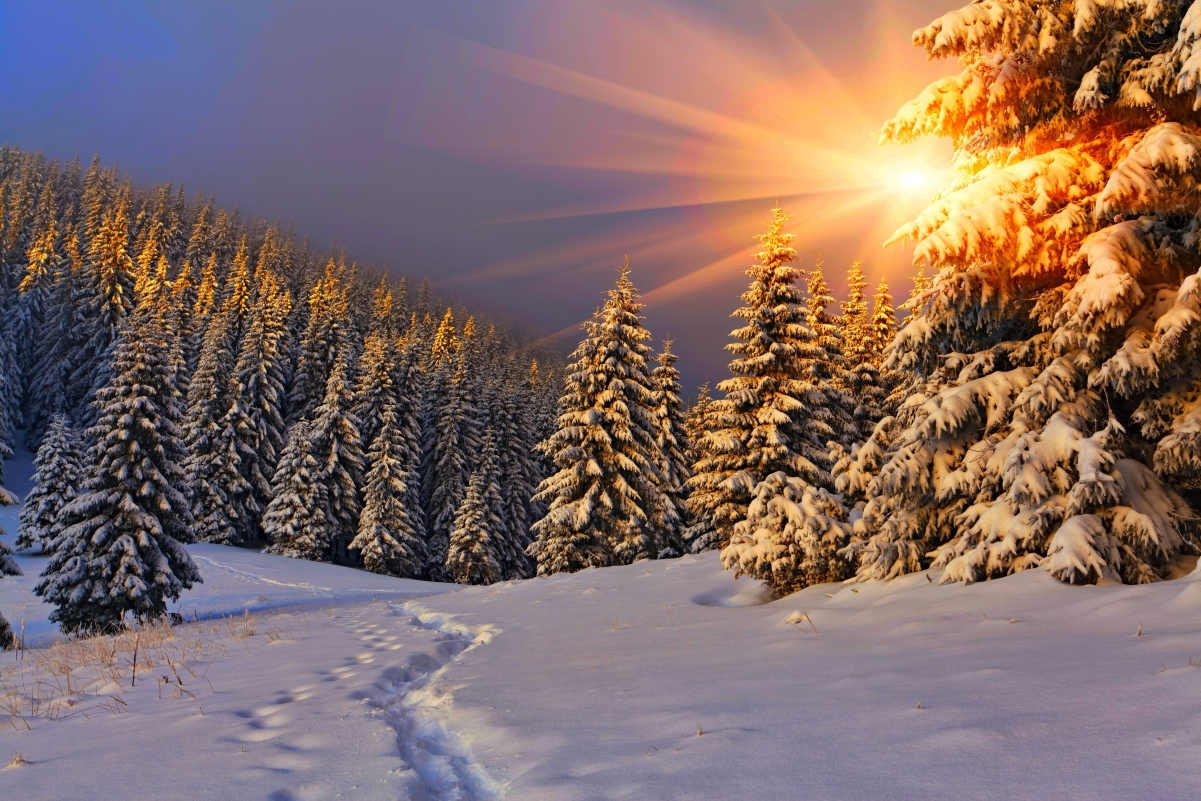 自然冬天树林雪天空4k风景壁纸