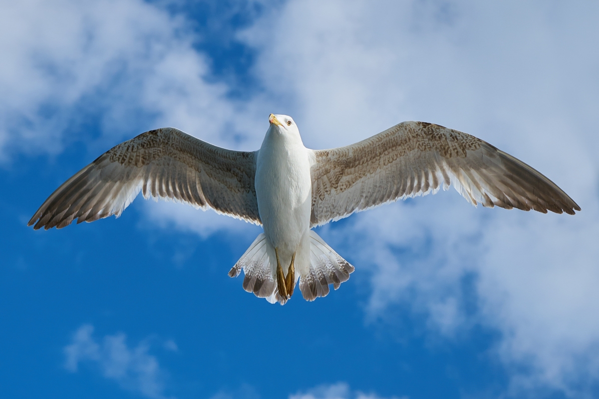 海鸥鸟飞自由翅膀天空4k壁纸