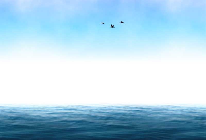 3D海面上海鸥飞过场景特效
