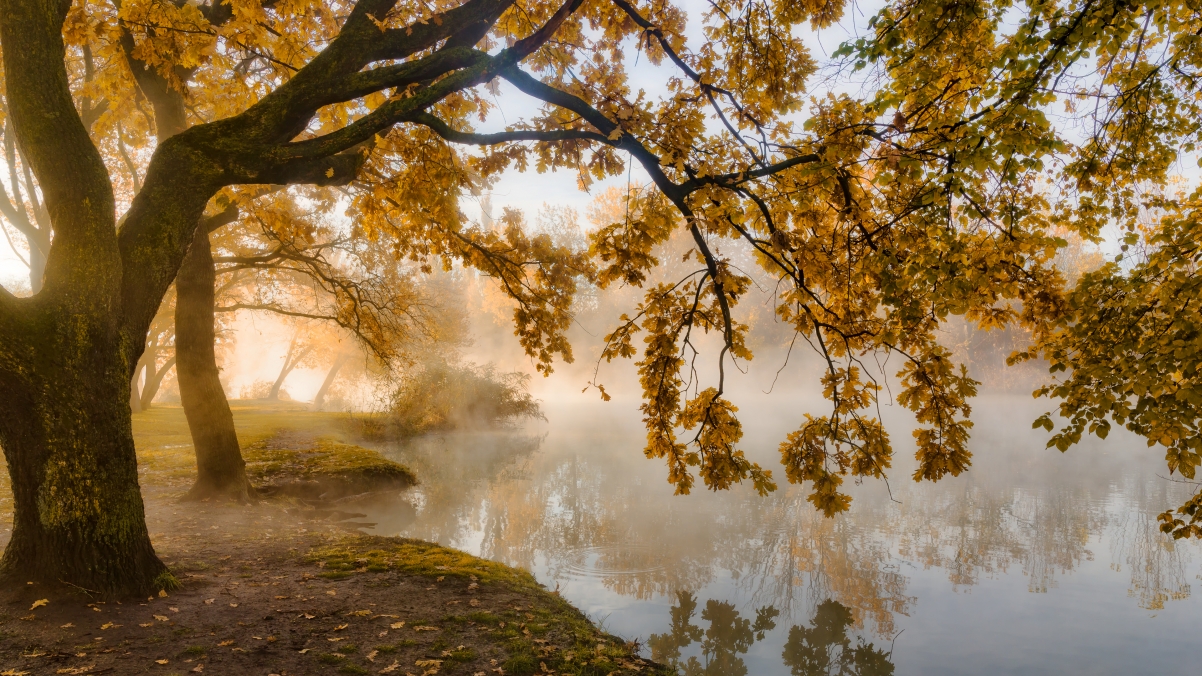 秋天的早晨 晨雾 黄叶 4k风景壁纸3840x2160
