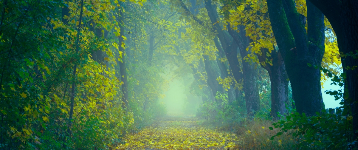 秋天森林秋叶秋雾，4K高清风景壁纸3440x1440，唯美下载