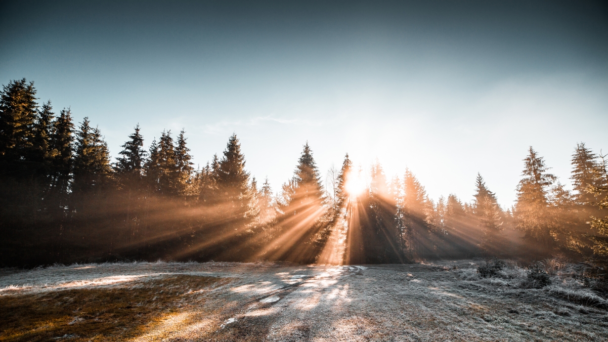 冬季森林冰冻早晨阳光4k风景壁纸