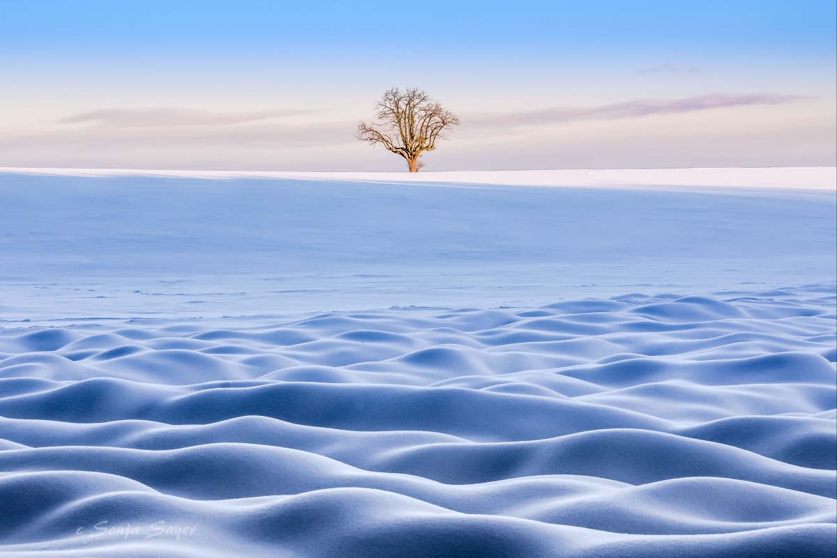 冬天雪地一棵树唯美4k风景壁纸