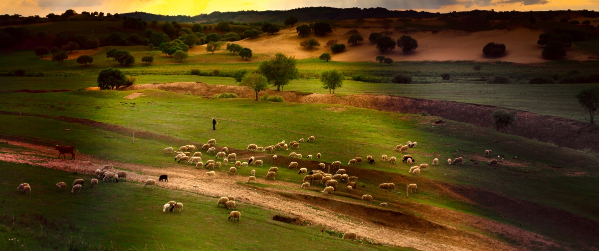美丽的草原 绵羊 3440x1440风景壁纸
