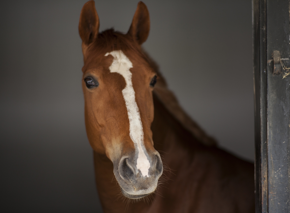 马 美丽 眼睛 纯种马 鼻子 4K动物壁纸