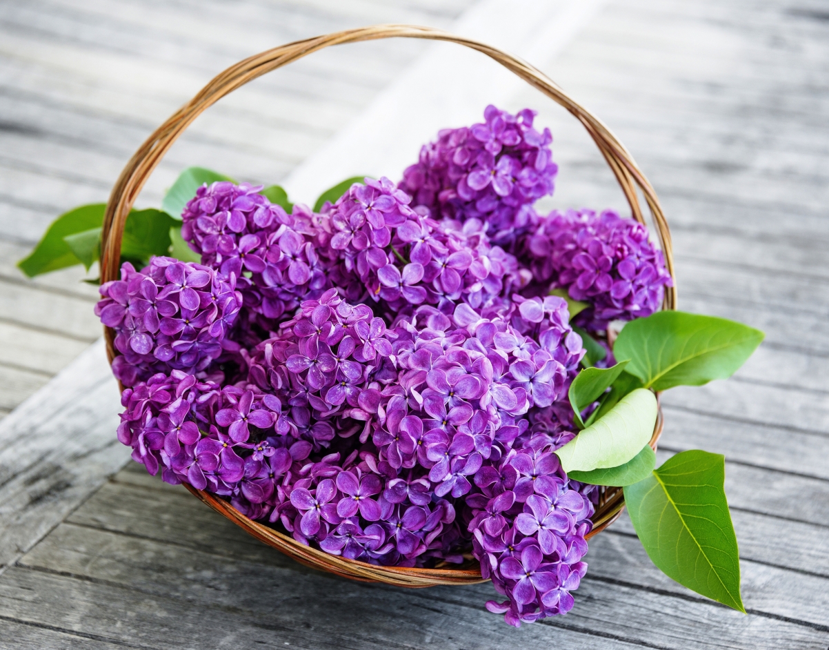 紫丁香 篮子 紫丁香花图片