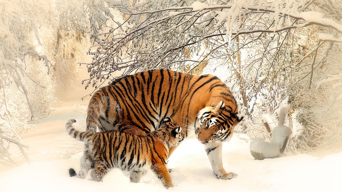 冬季雪景猛虎，精选4K超清壁纸，3840x2160分辨率，动物图片高清下载