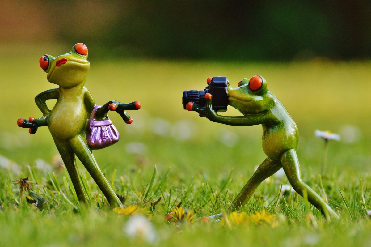 青蛙 摄影师 可爱 有趣 4K壁纸