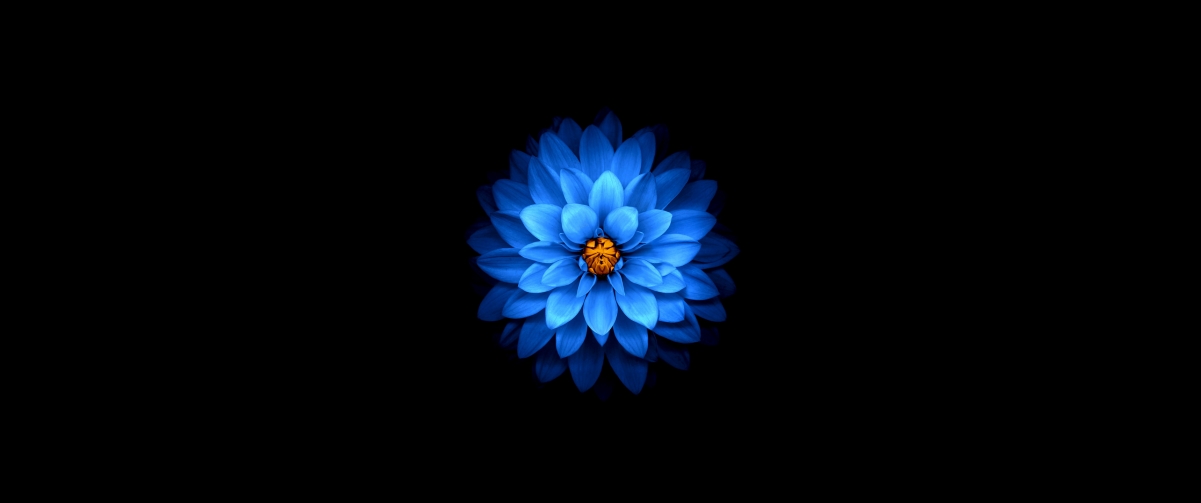 美丽蓝色花瓣3440x1440