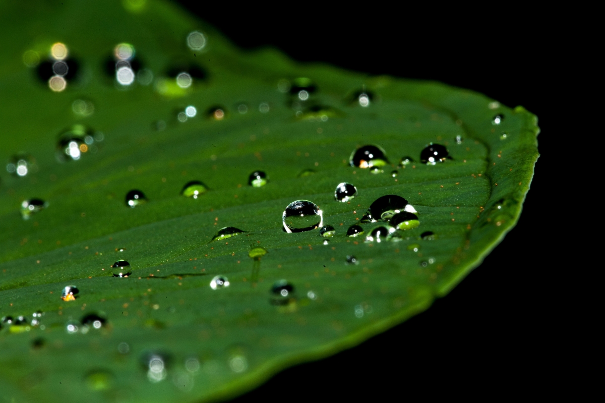水滴 叶子 4k图片