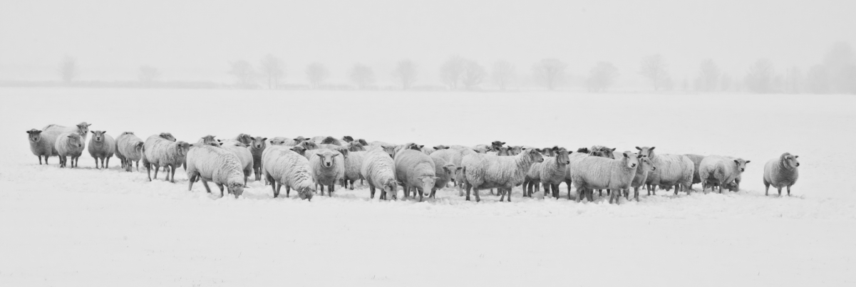 冬天 雪 羊 动物 8K图片