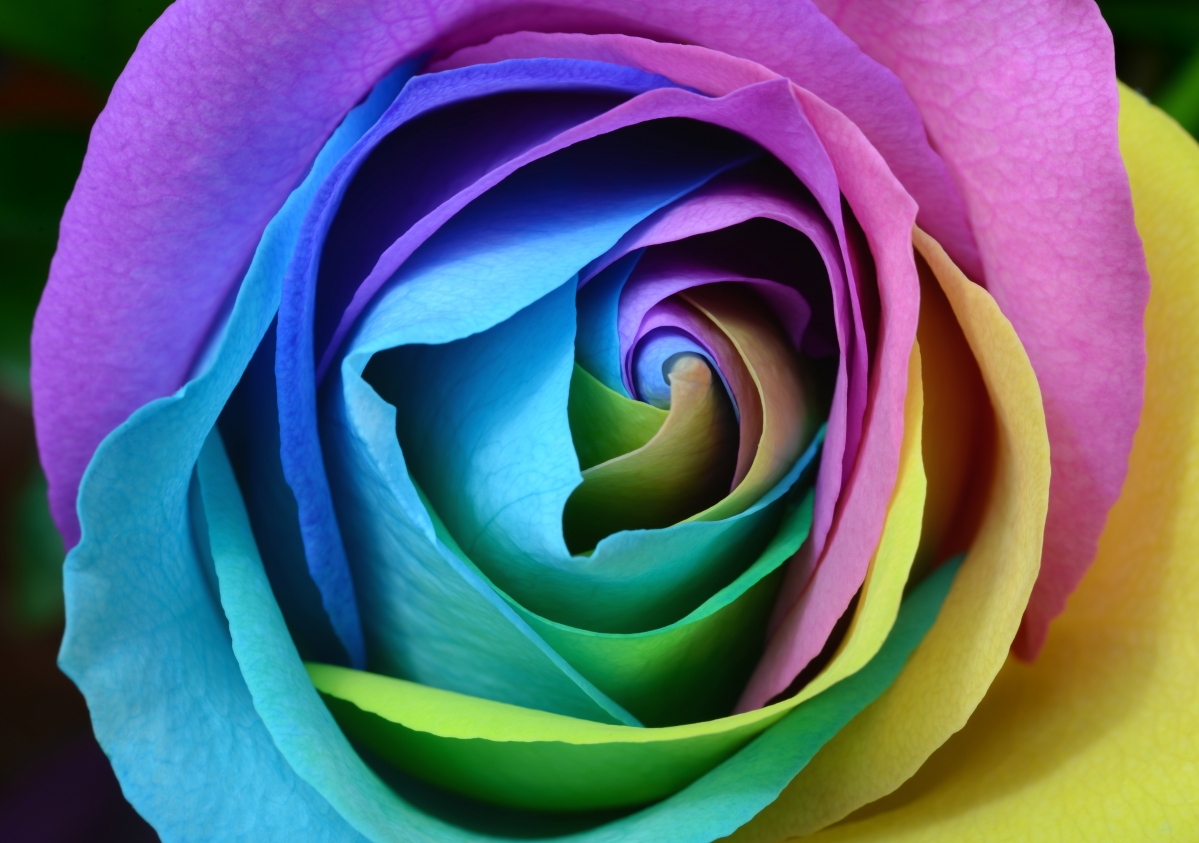 五颜六色彩色玫瑰5k图片