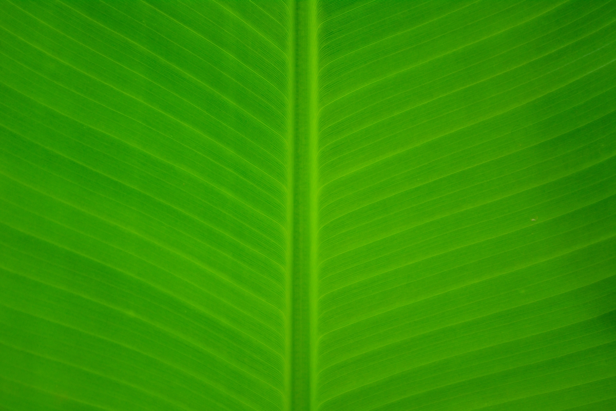 绿色香蕉叶 新鲜 柬埔寨 自然 4K壁纸