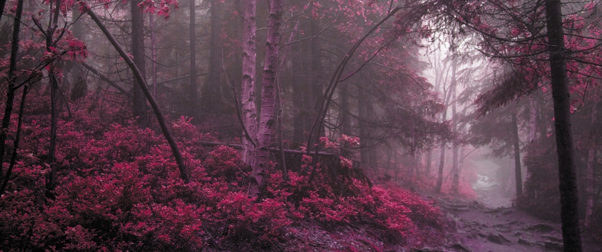 神秘红色树林风景3440x1440壁纸