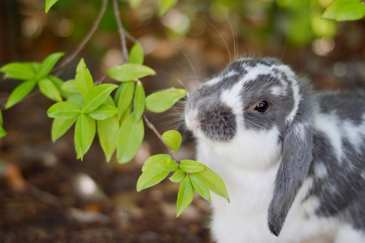 樹枝上的葉子 兔子 4k圖片_4k動物圖片高清壁紙_墨魚部落格