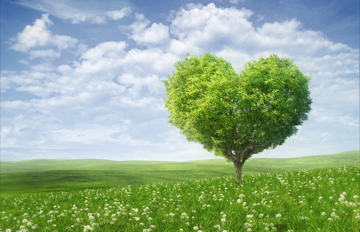 心形树,爱心树,七夕,情人节,爱情,浪漫,绿色的田野,5K风景壁纸图片