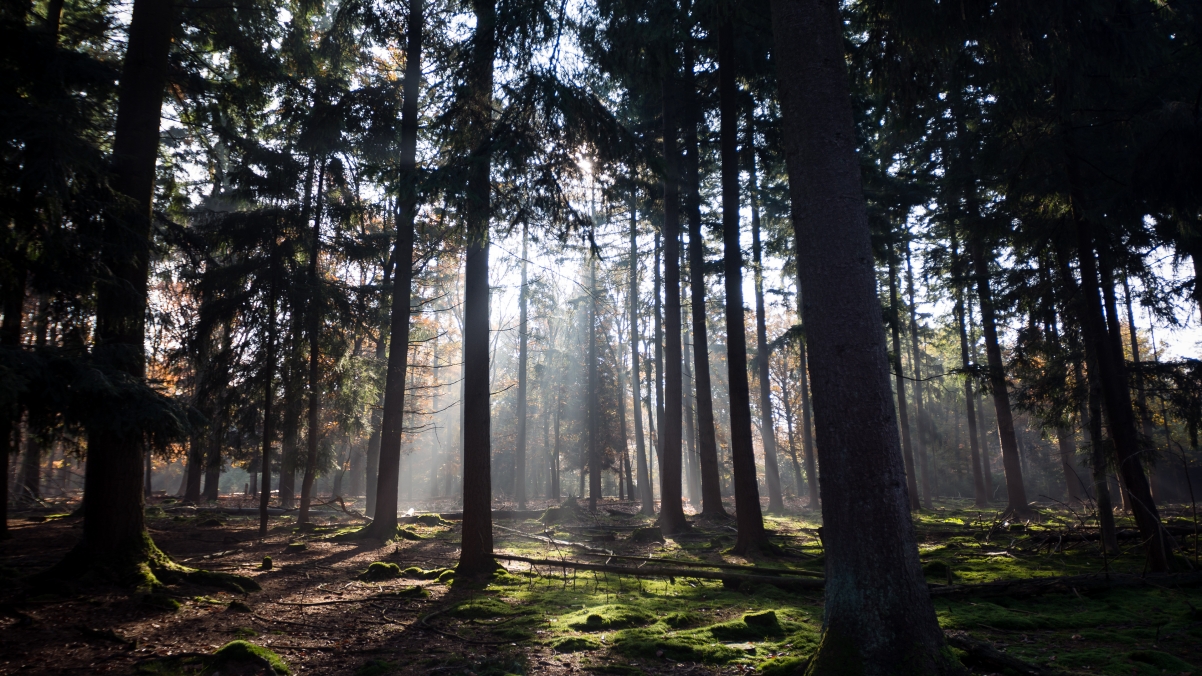 荷兰秋天的太阳穿过美丽的树林3840x2160 4K风景壁纸
