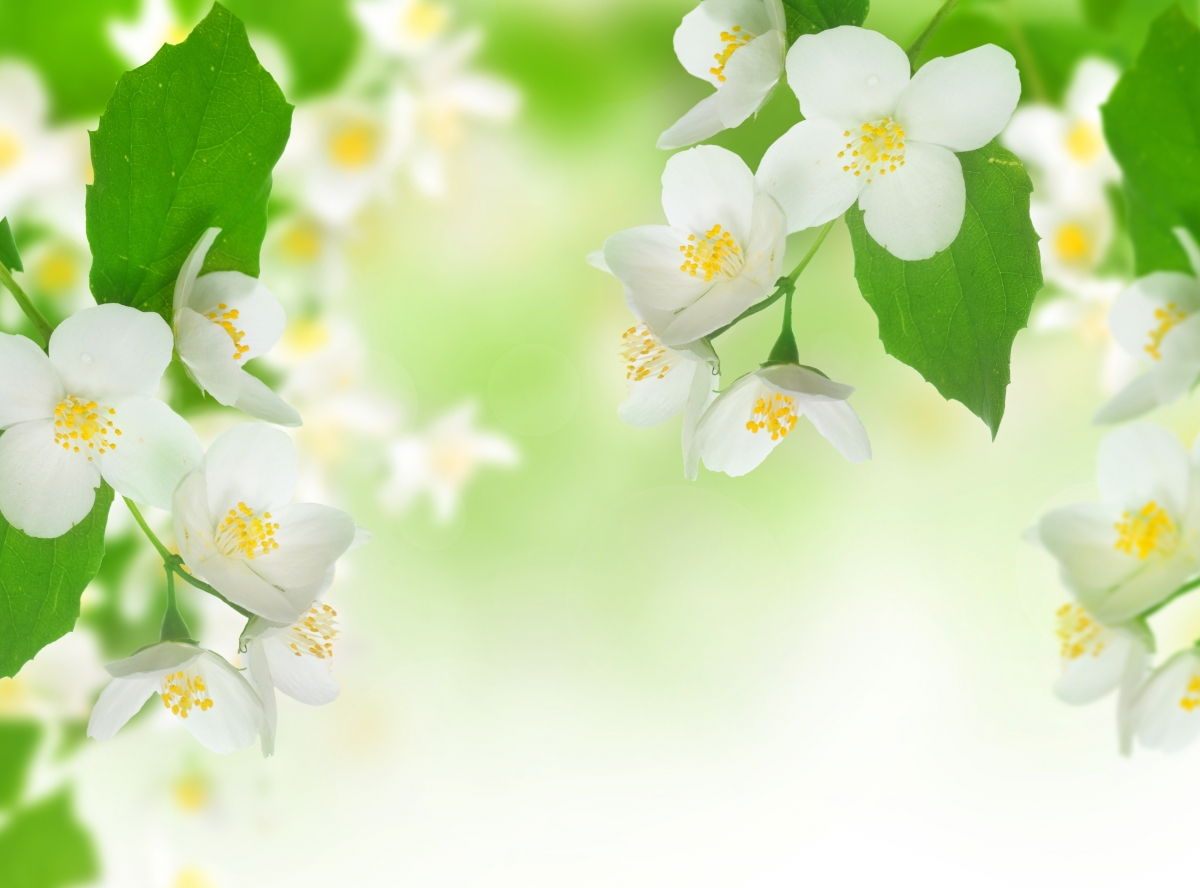 白色茉莉花,绿叶,春天,茉莉花背景图片