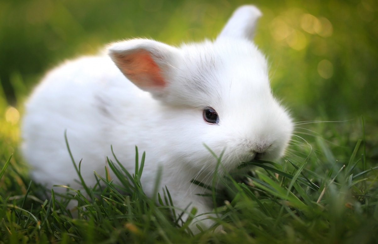 小白兔,绿草,图片