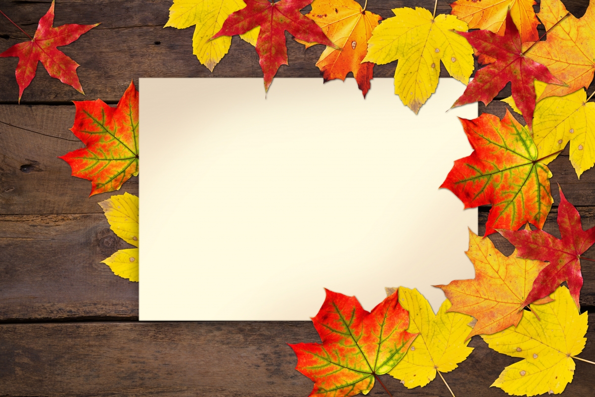 秋天,树叶,明信片,5K背景图片